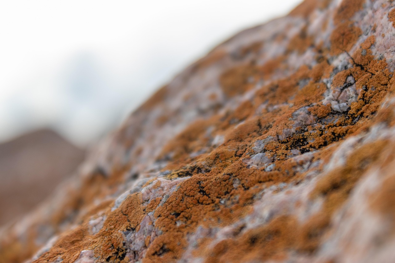 moss, rock, mold, microorganism, stone, nature, texture, natural, mineral, brown, orange, mold, mold, nature, natural, natural, natural, natural, natural